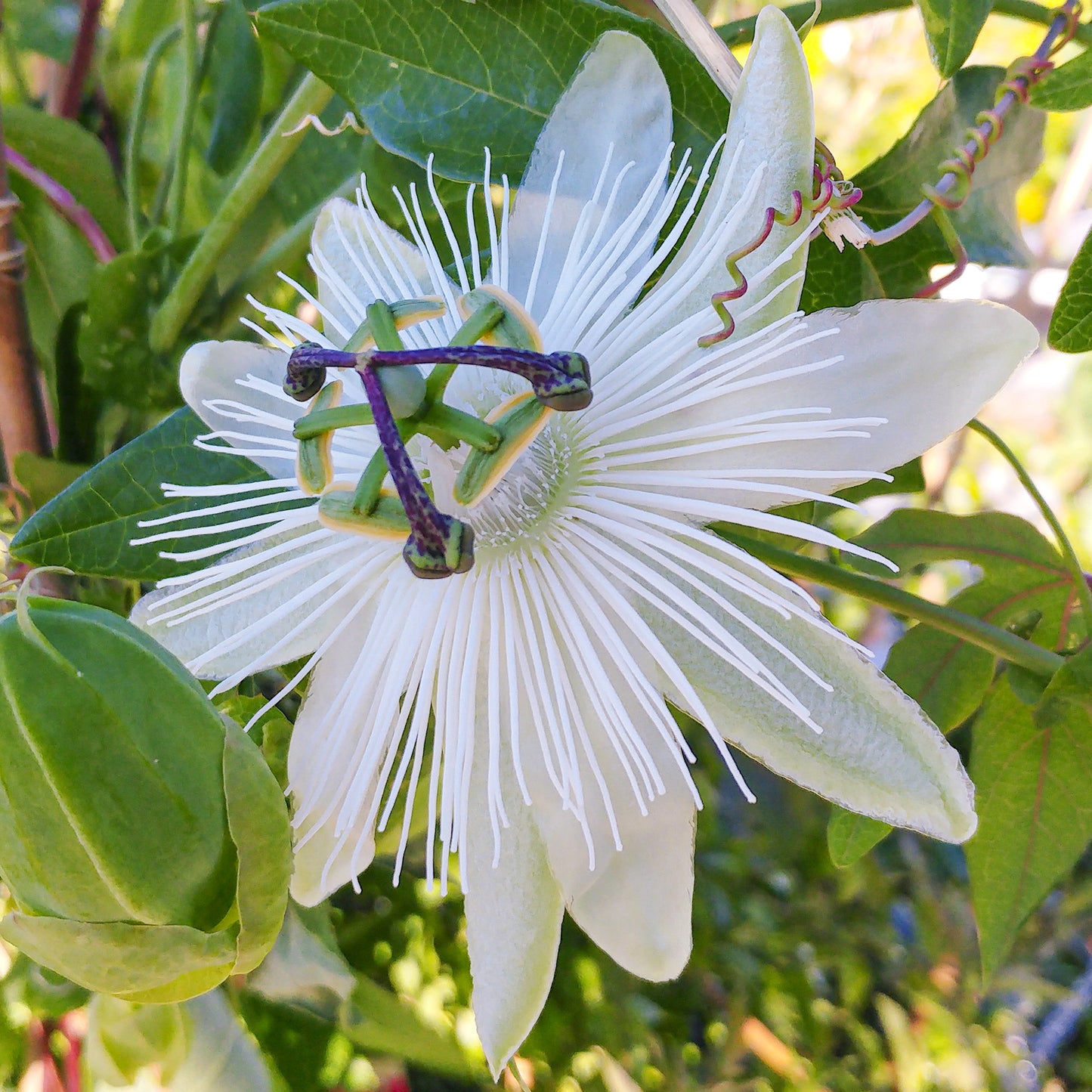 Passiflora Avalanche