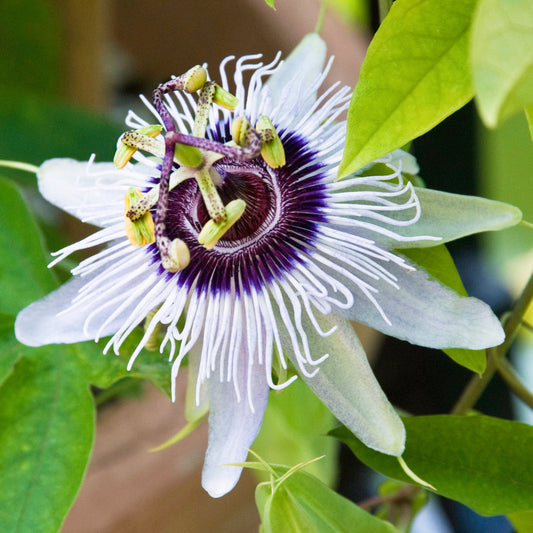 Passiflora Beauty of Hannover