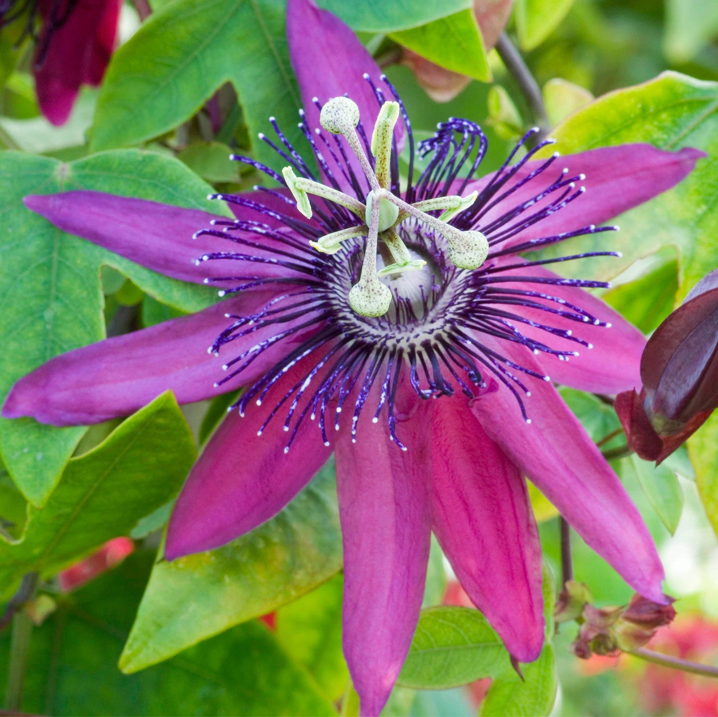 Passiflora Beervelde