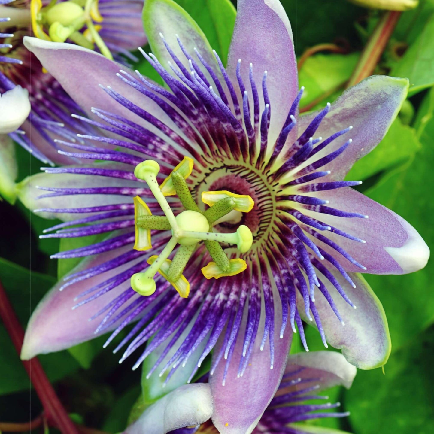 Passiflora Purple Rain