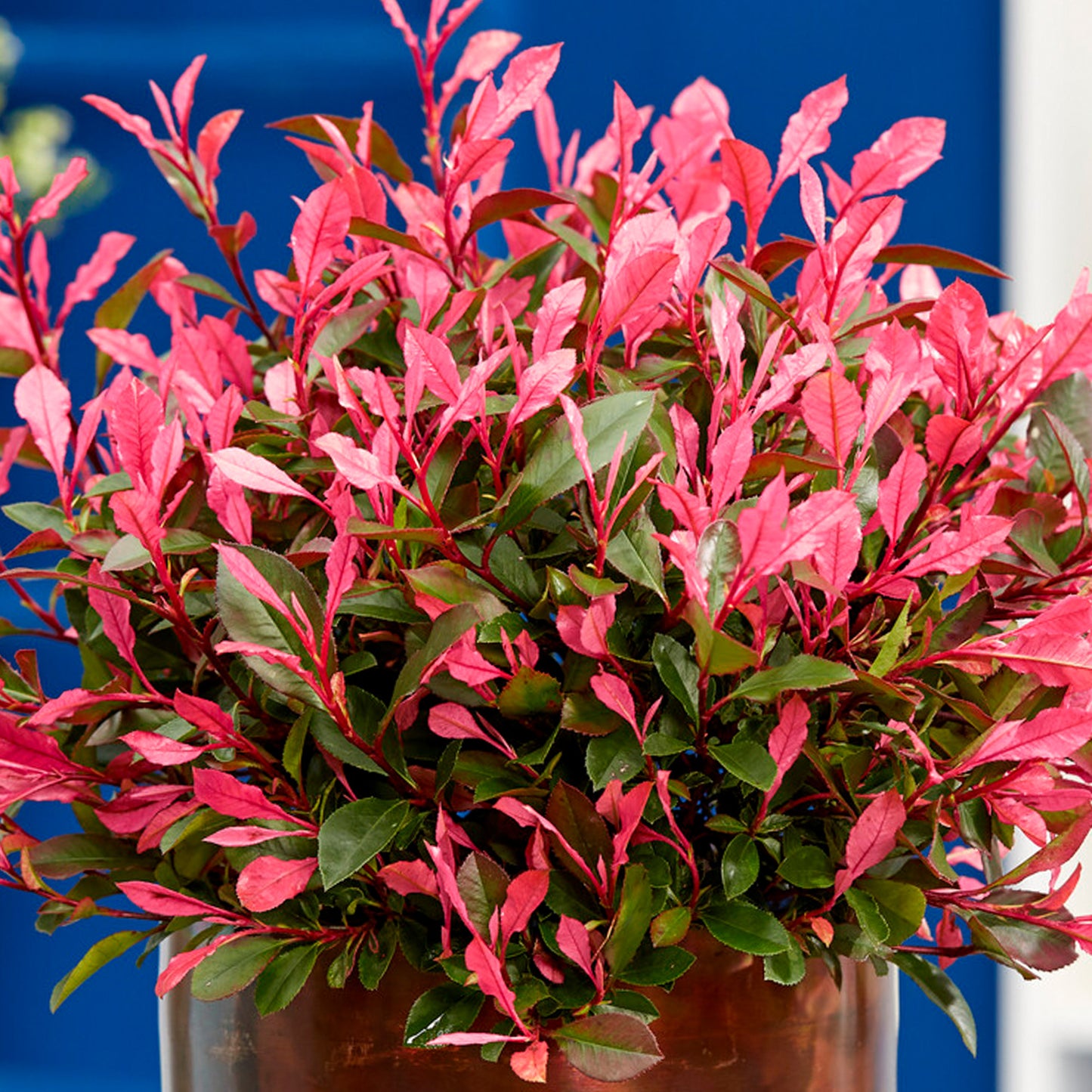 Photinia Little Fenna