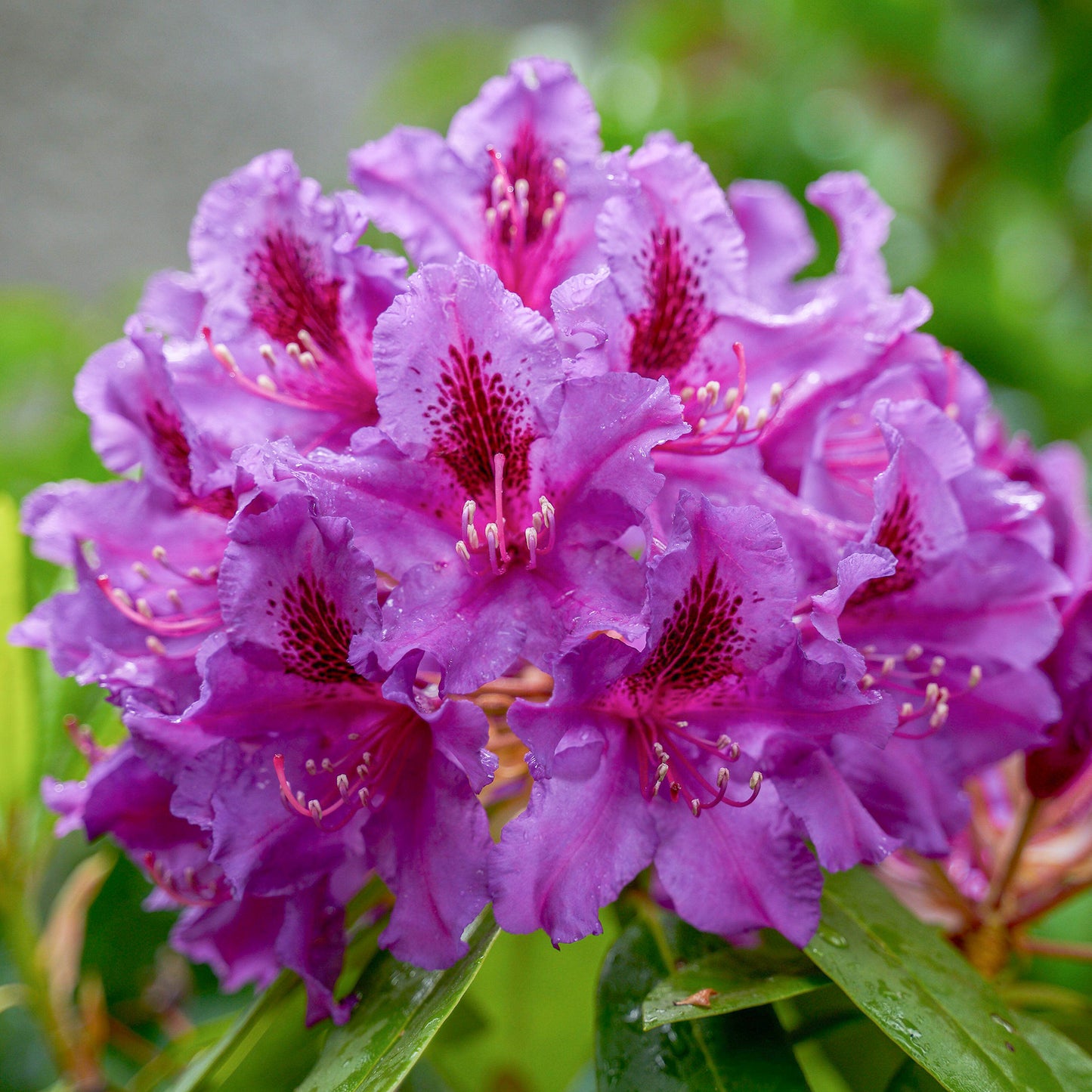 Rhododendron Azurro