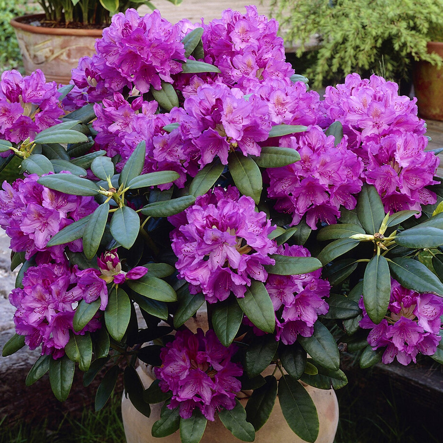 Rhododendron Catawbiense Grandiflorum