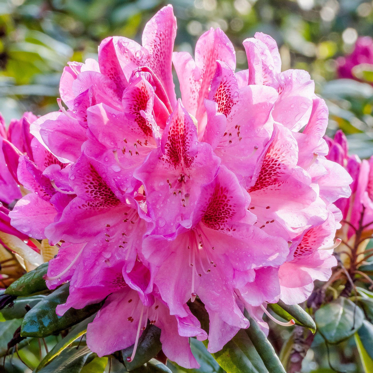 Rhododendron Cosmopolitan