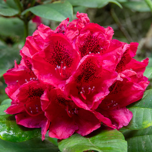 Rhododendron Lord Roberts