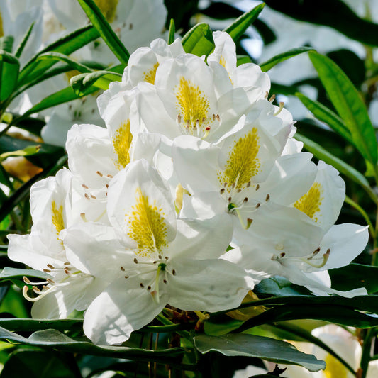 Rhododendron Madame Masson