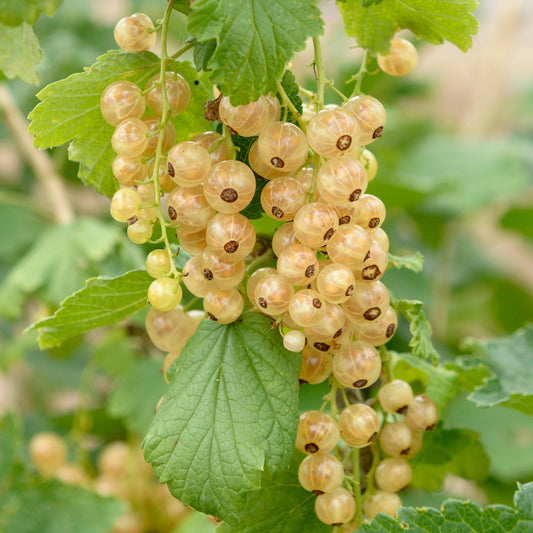 Whitecurrant Ribes Werdavia