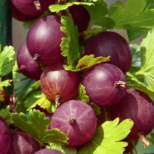 Gooseberry Ribes Captivator