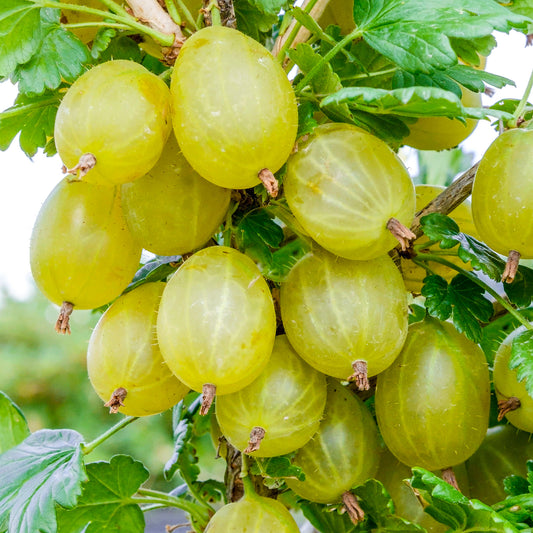 Gooseberry Ribes Invicta