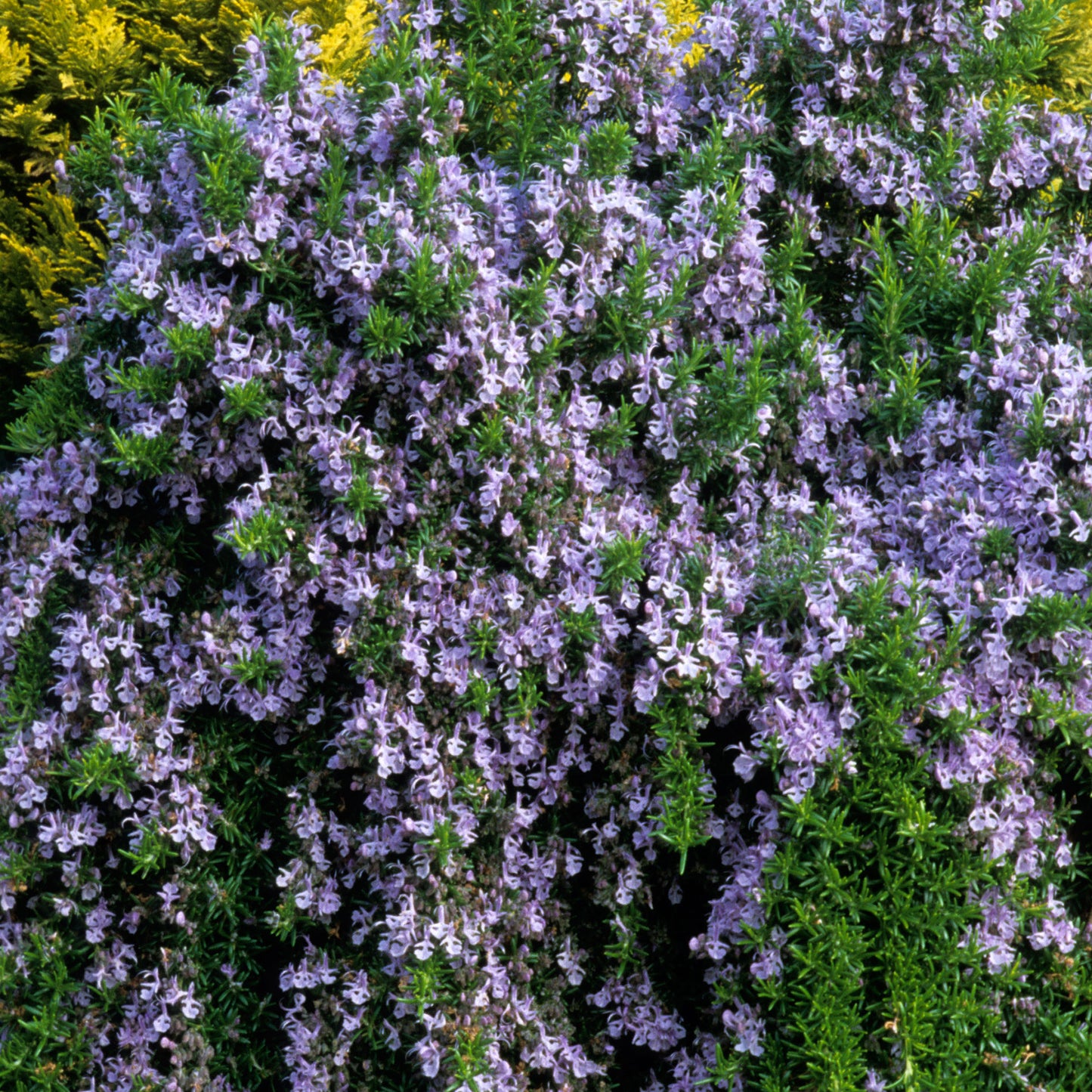 Herbs - Rosemary Prostratus (Standard)