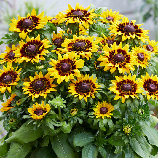 Rudbeckia SmileyZ Tiger