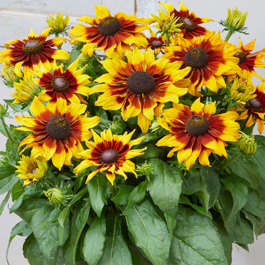 Rudbeckia Summerina Sizzling Sunset