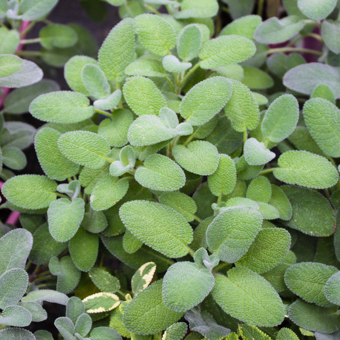 Herbs - Sage Maxima, Salvia Officinalis Maxima