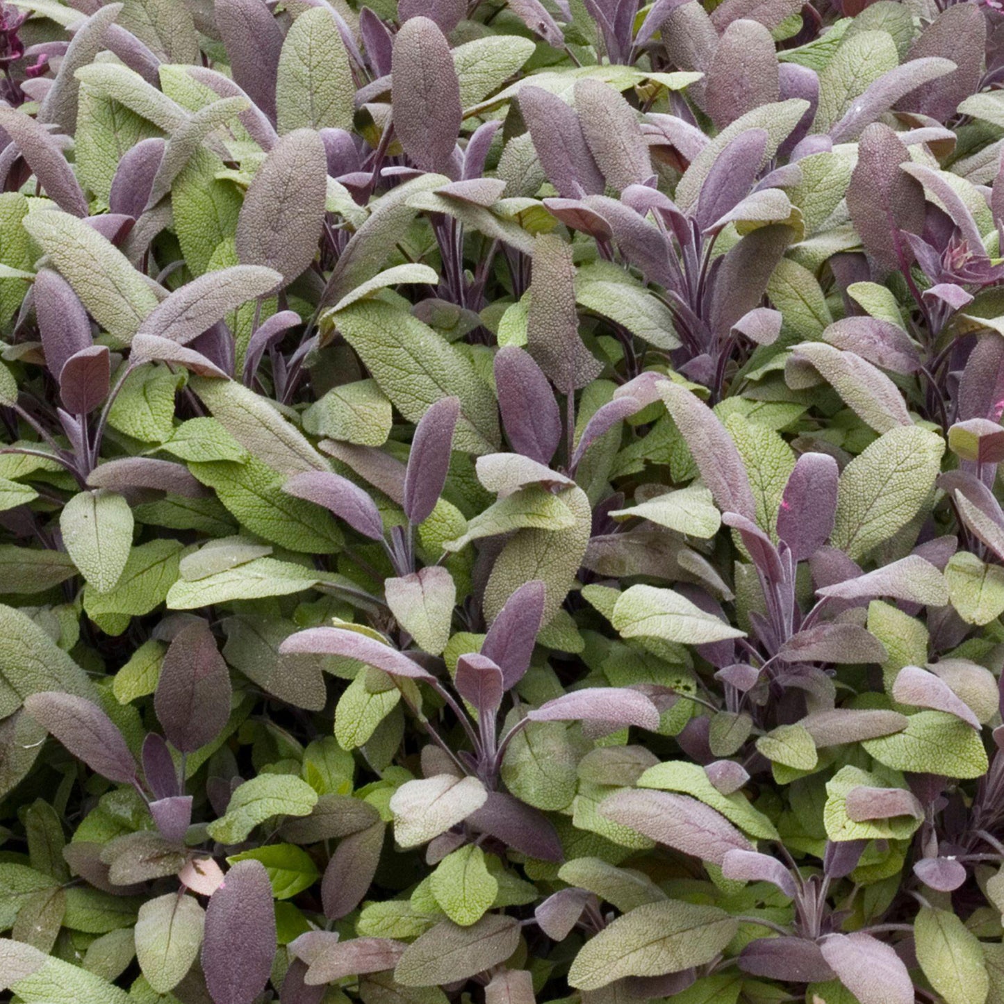 Herbs - Sage Purple, Salvia Officinalis Purpurea