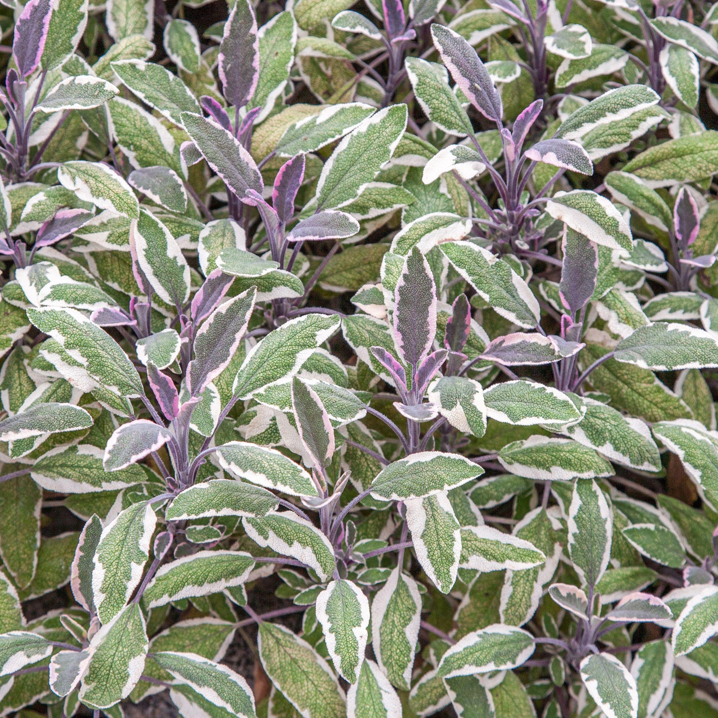 Herbs - Sage Tricolour, Salvia Officinalis Tricolour