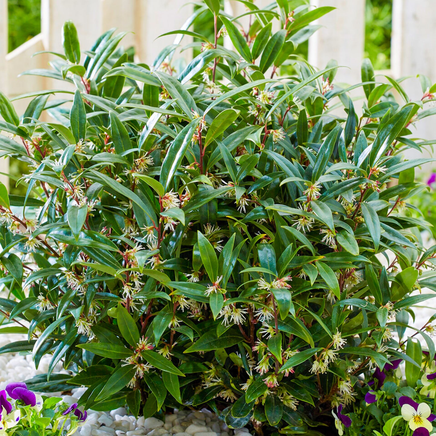 Sarcococca Purple Gem