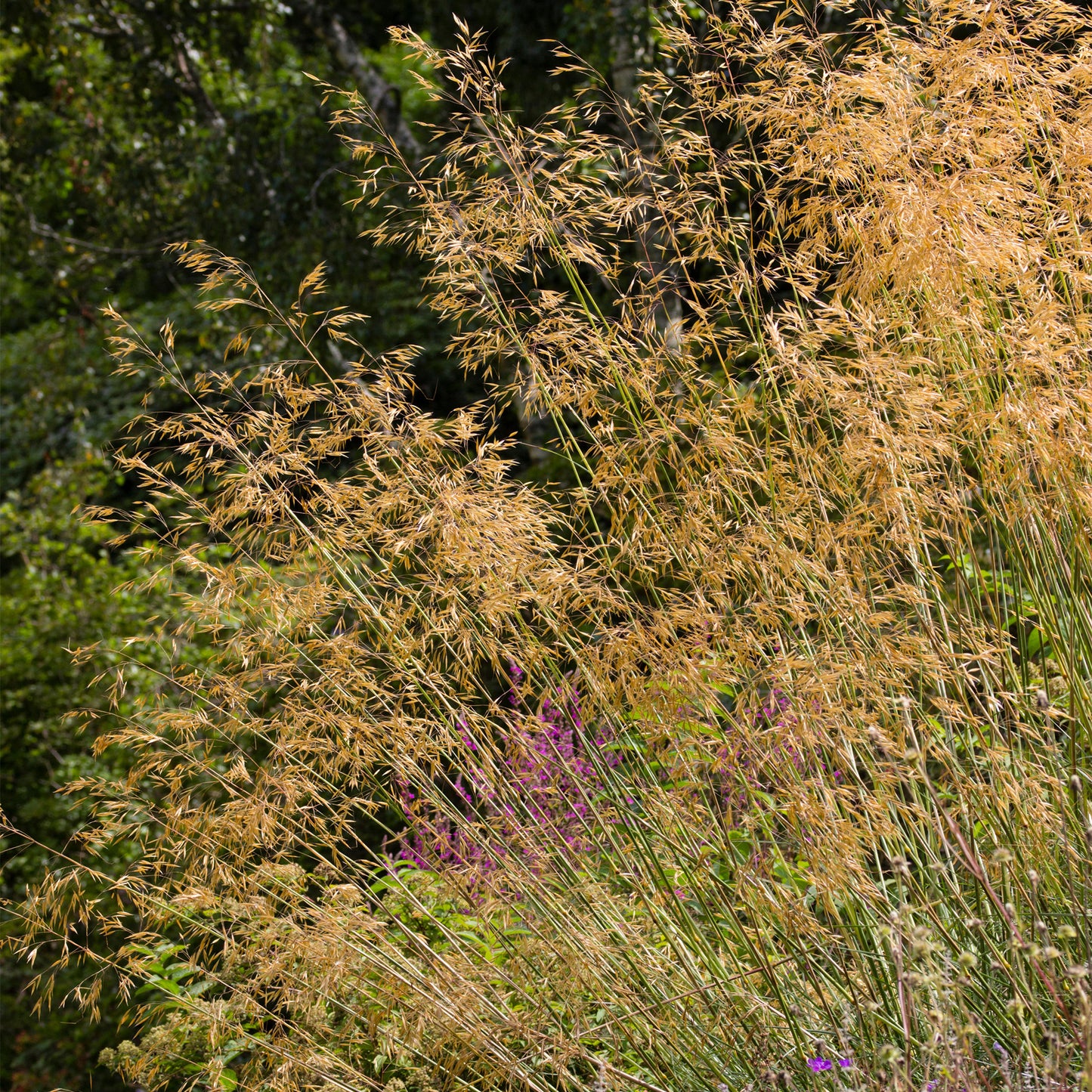 Stipa gigantea