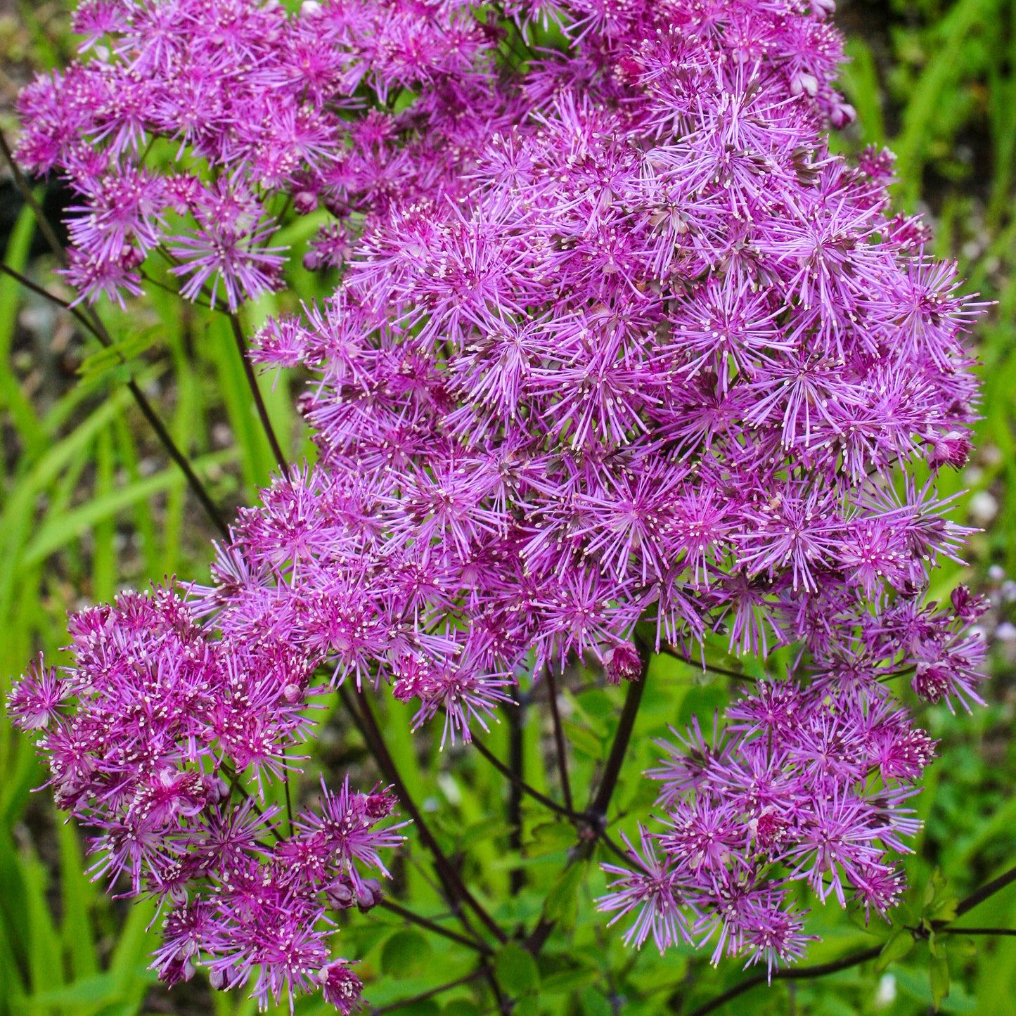 Thalictrum Black Stockings