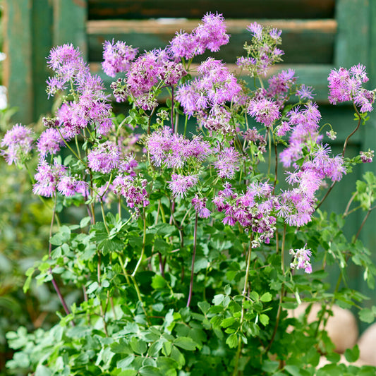 Thalictrum Little Pinkie