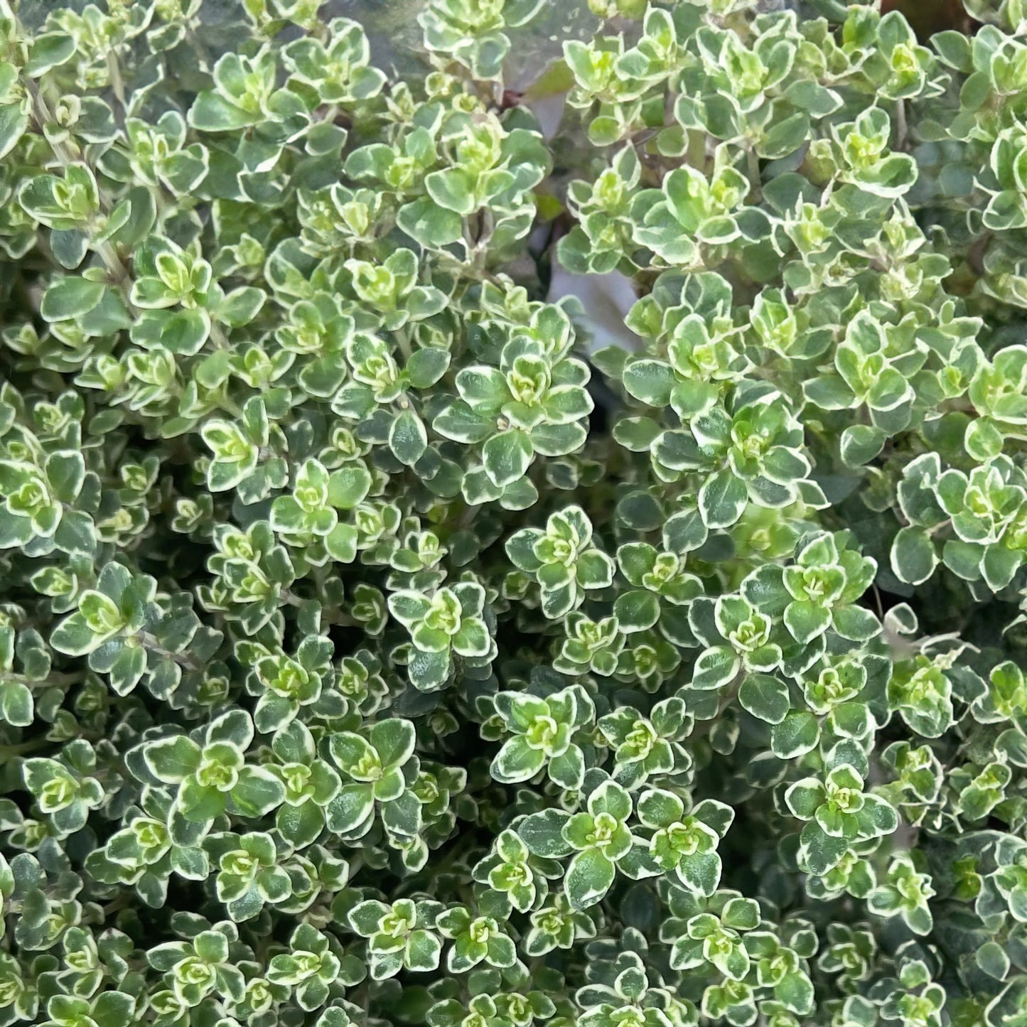 Herbs - Thyme Lady, Thymus Lady