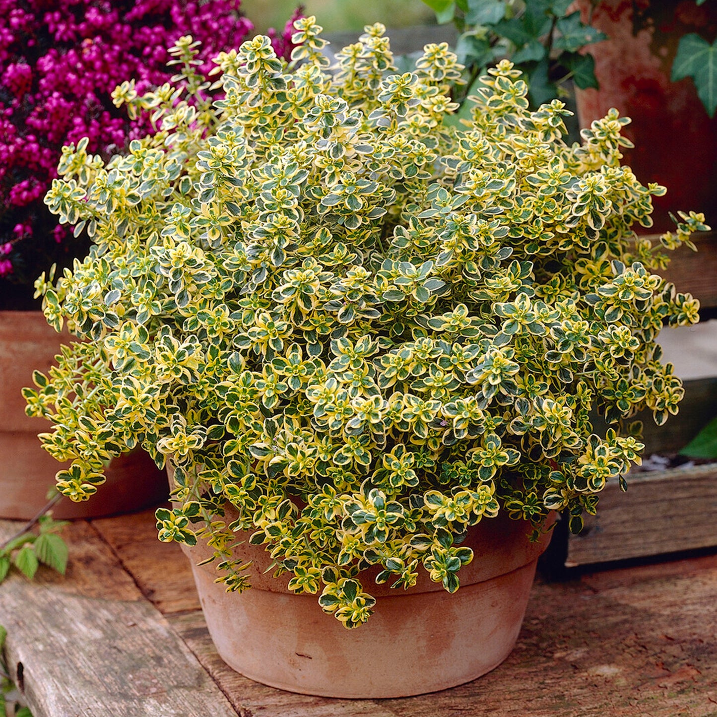 Herbs - Thyme Lemon Variegated, Thymus Citriodorus Aureus