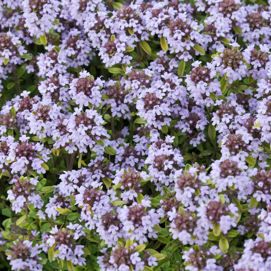 Herbs - Thyme Rasta, Thymus Citriodorus Rasta