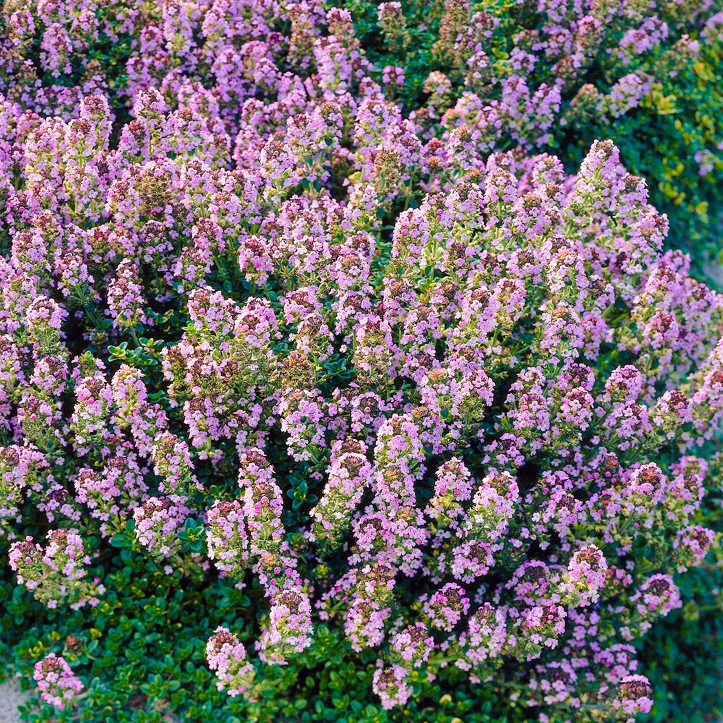 Herbs - Thyme Doone Valley, Thymus Doone Valley