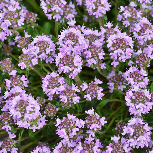 Herbs - Thyme Creeping Purple, Thymus Serpyllum