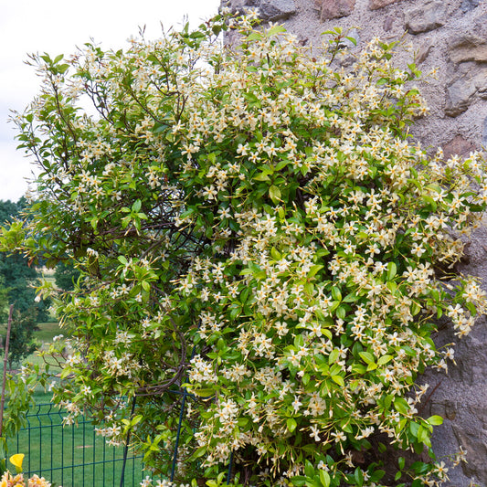 Trachelospermum Star of Toscana