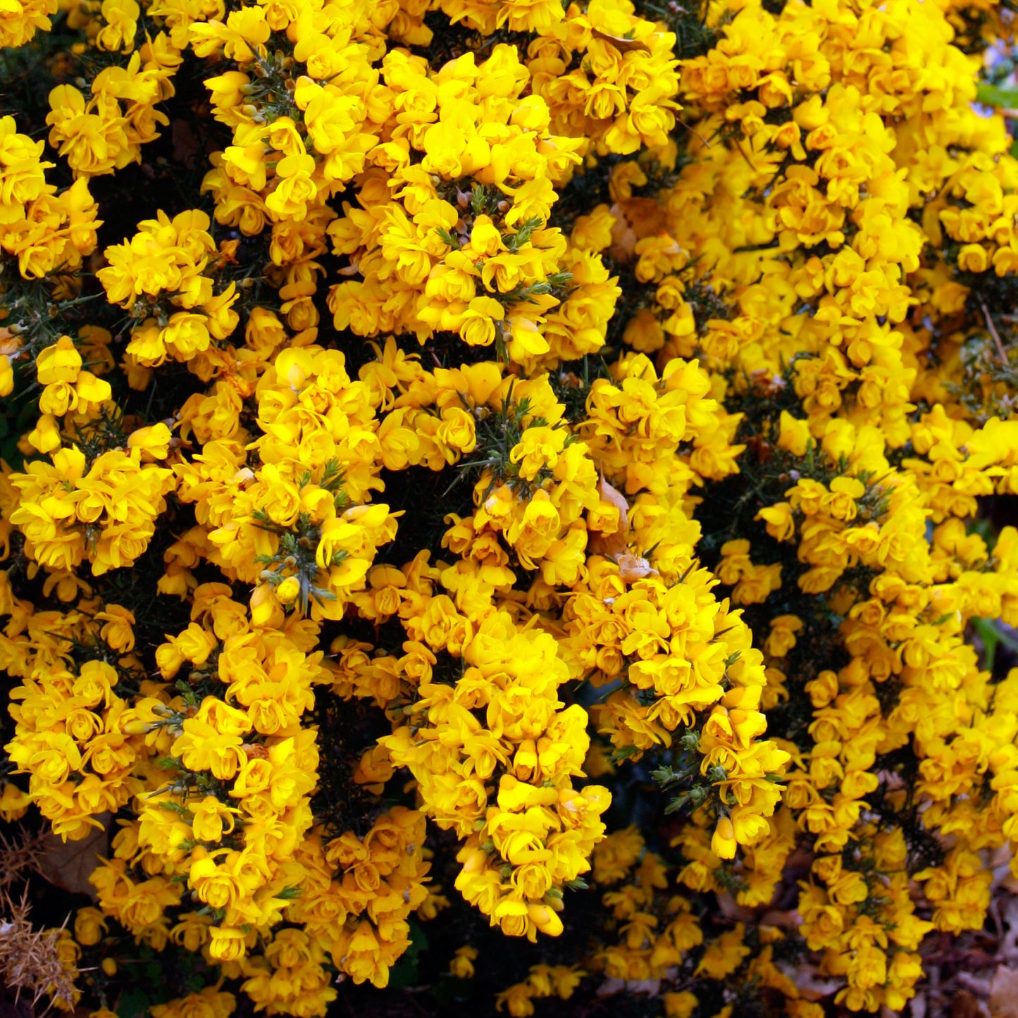 Ulex Europaeus Flore Pleno