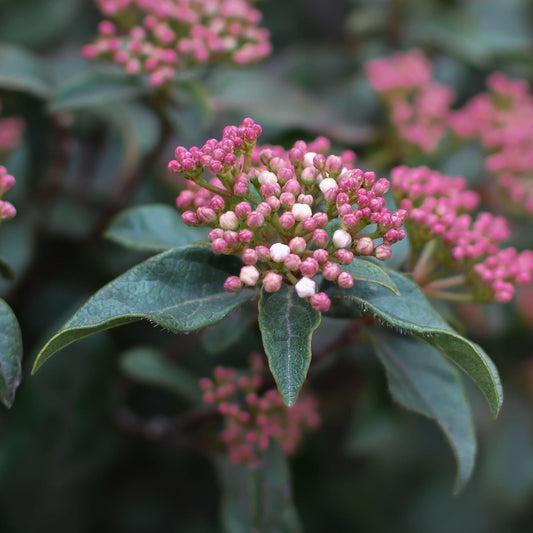 Viburnum Purpureum