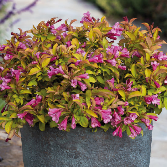 Weigela Magic Carpet