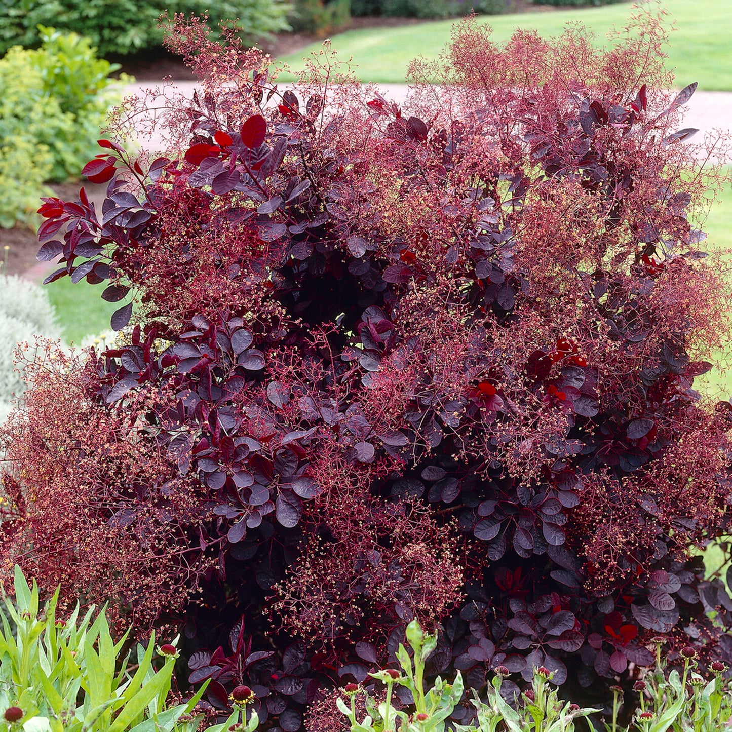 Cotinus Royal Purple Patio Tree