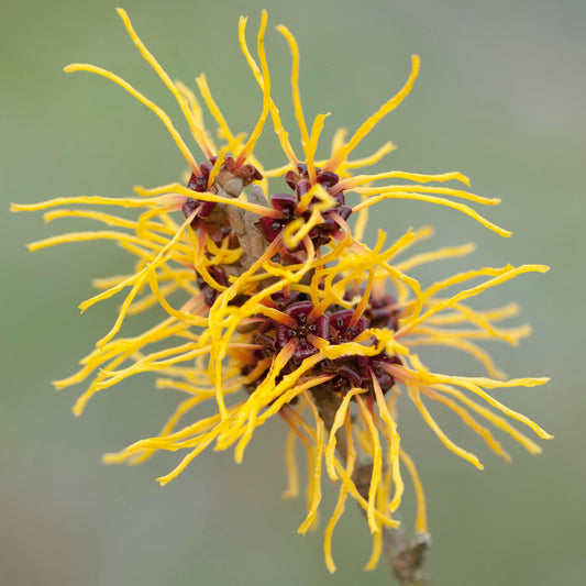 Hamamelis Westerstede