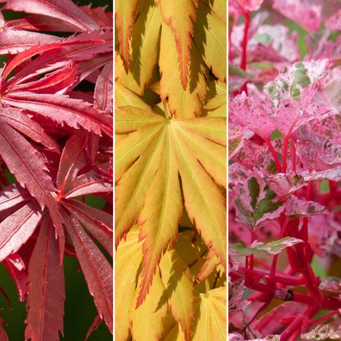 Acer Mix (9cm, Pack of 3)