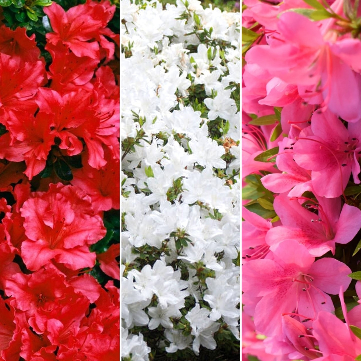 Azalea Mix (9cm, Pack of 3)