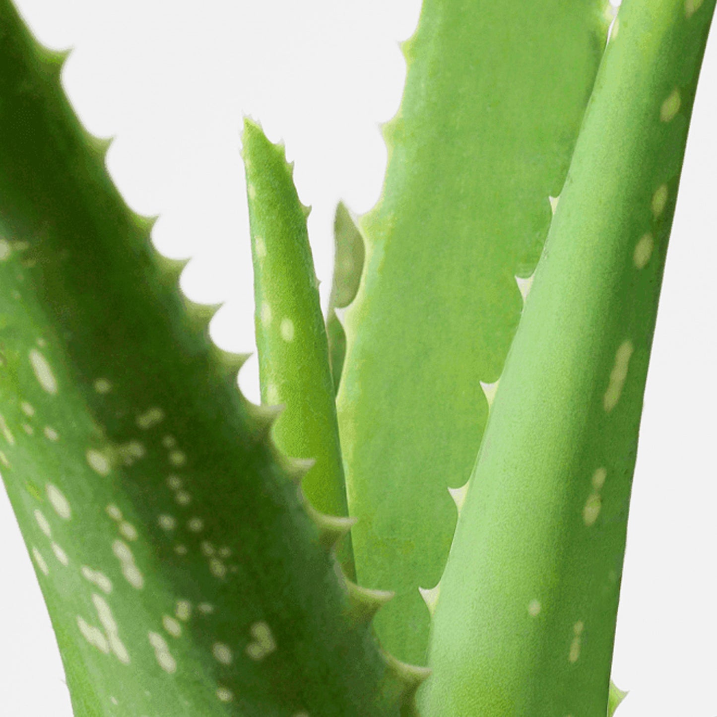 Aloe vera (12cm, V4)