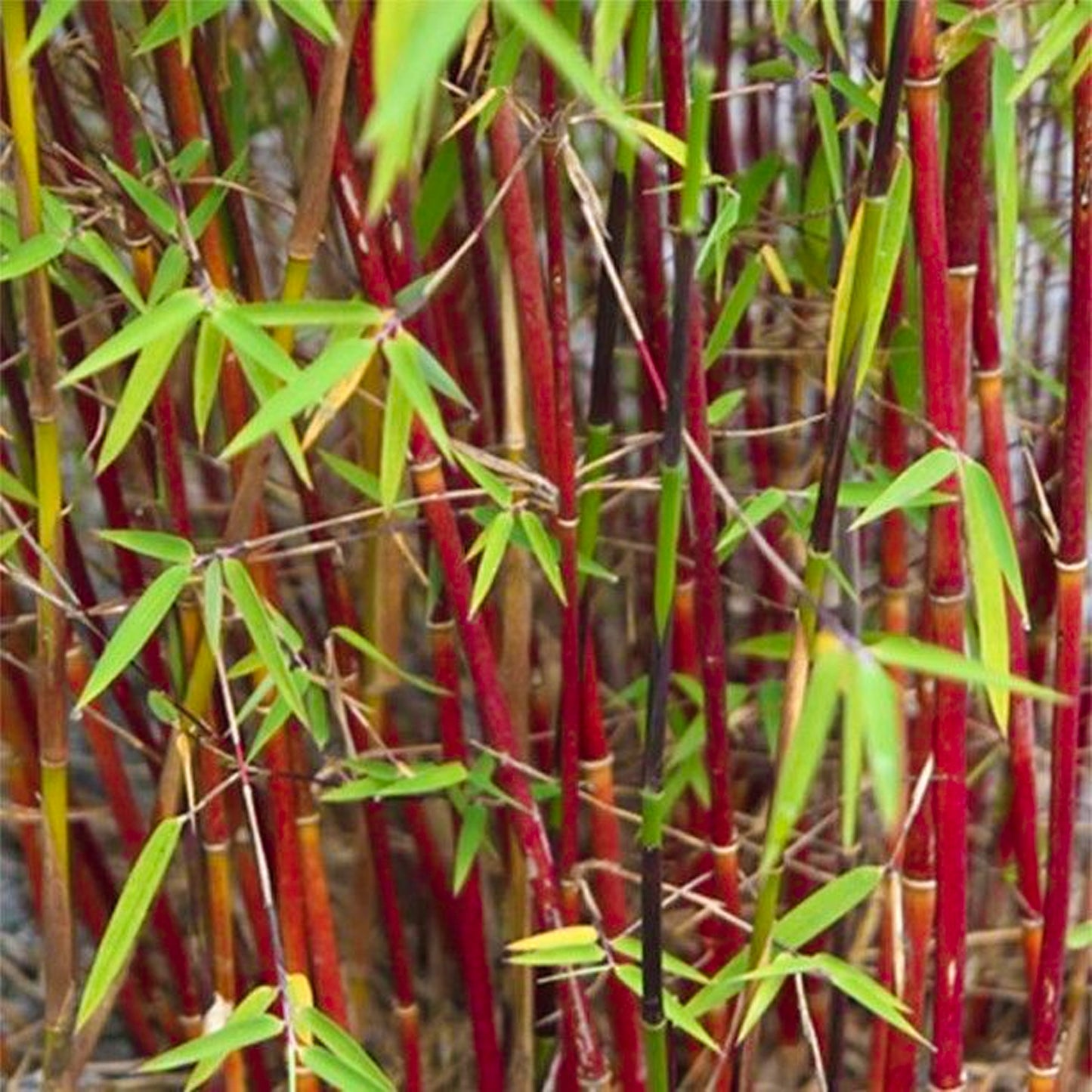 Bamboo Fargesia Asian Wonder