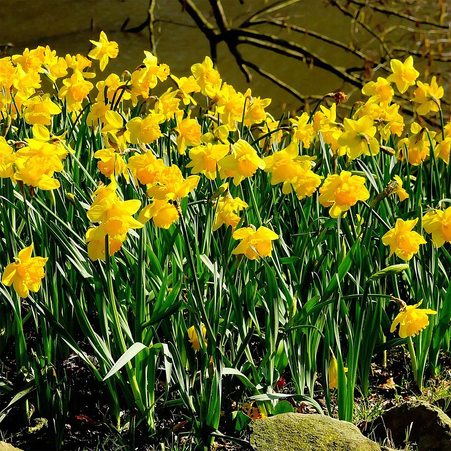 Narcissus Tete a Tete -MASTER-