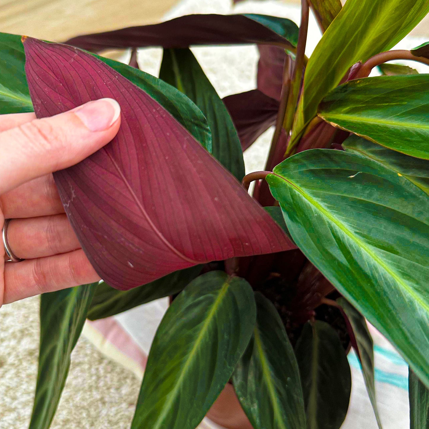 Calathea Magicstar