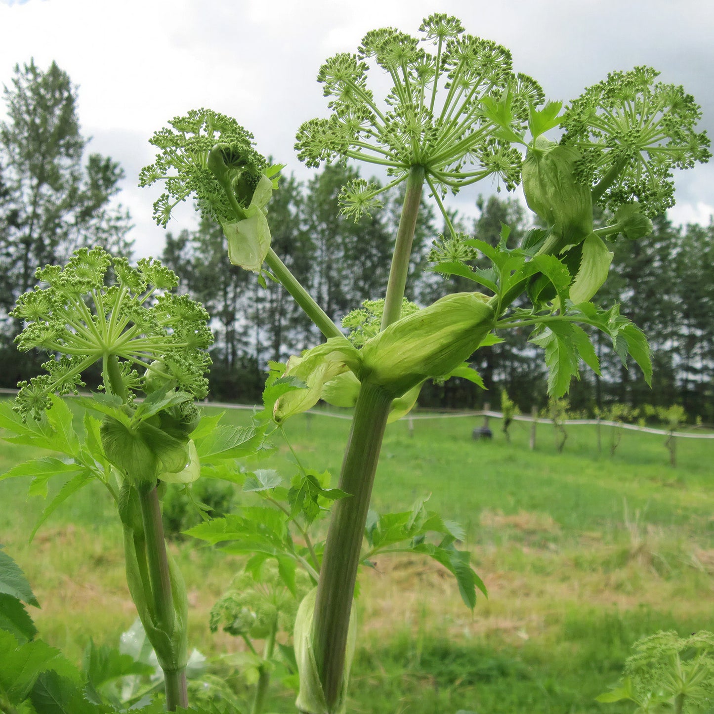 Herb - Angelica Common (8cm)