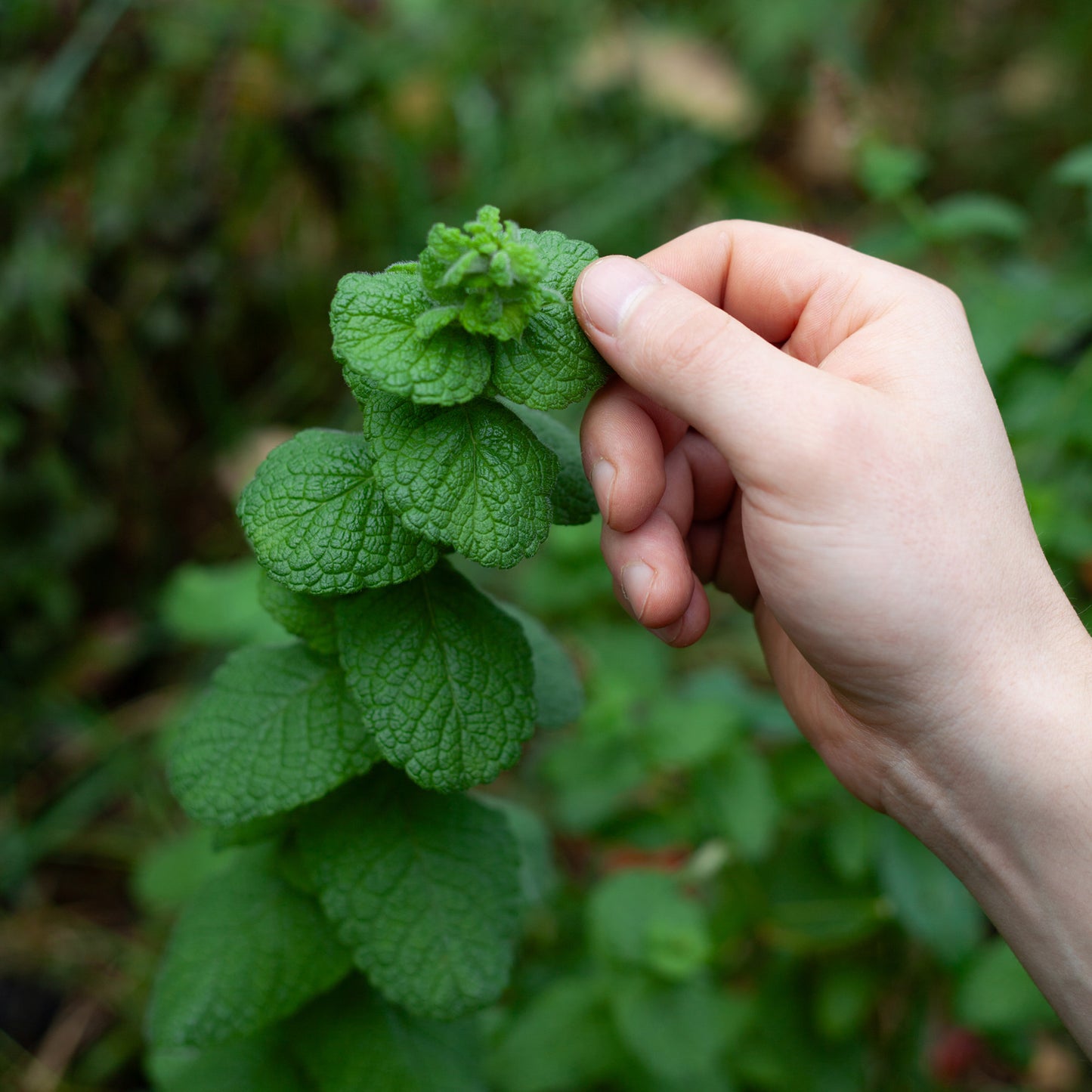 Herb - Mint Apple (8cm)