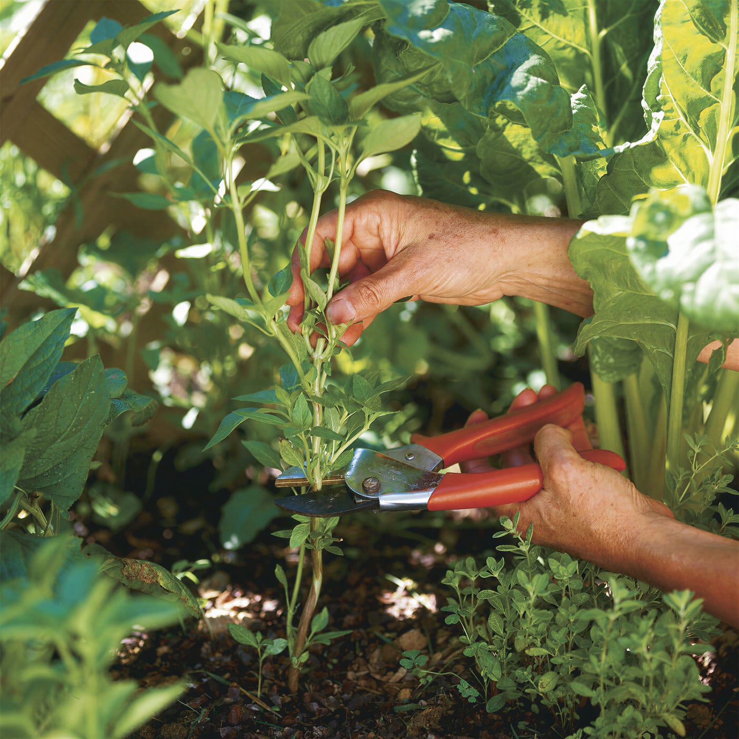 Herb - Basil Lemon (8cm)