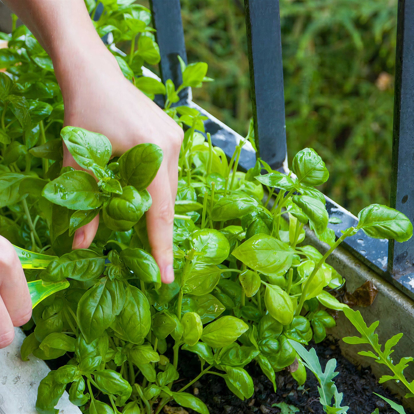 Herb - Basil Sweet (8cm)