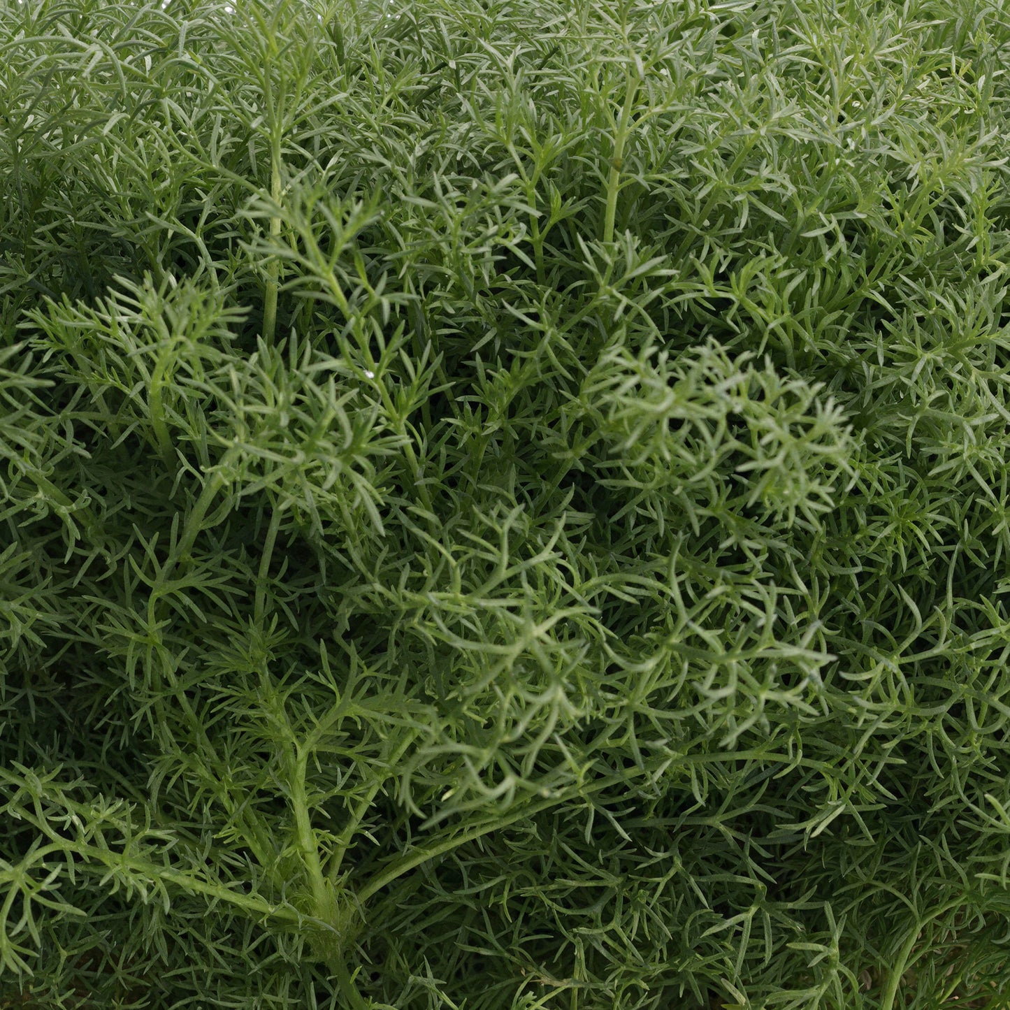 Herb - Chamomile Double Flowered (8cm)