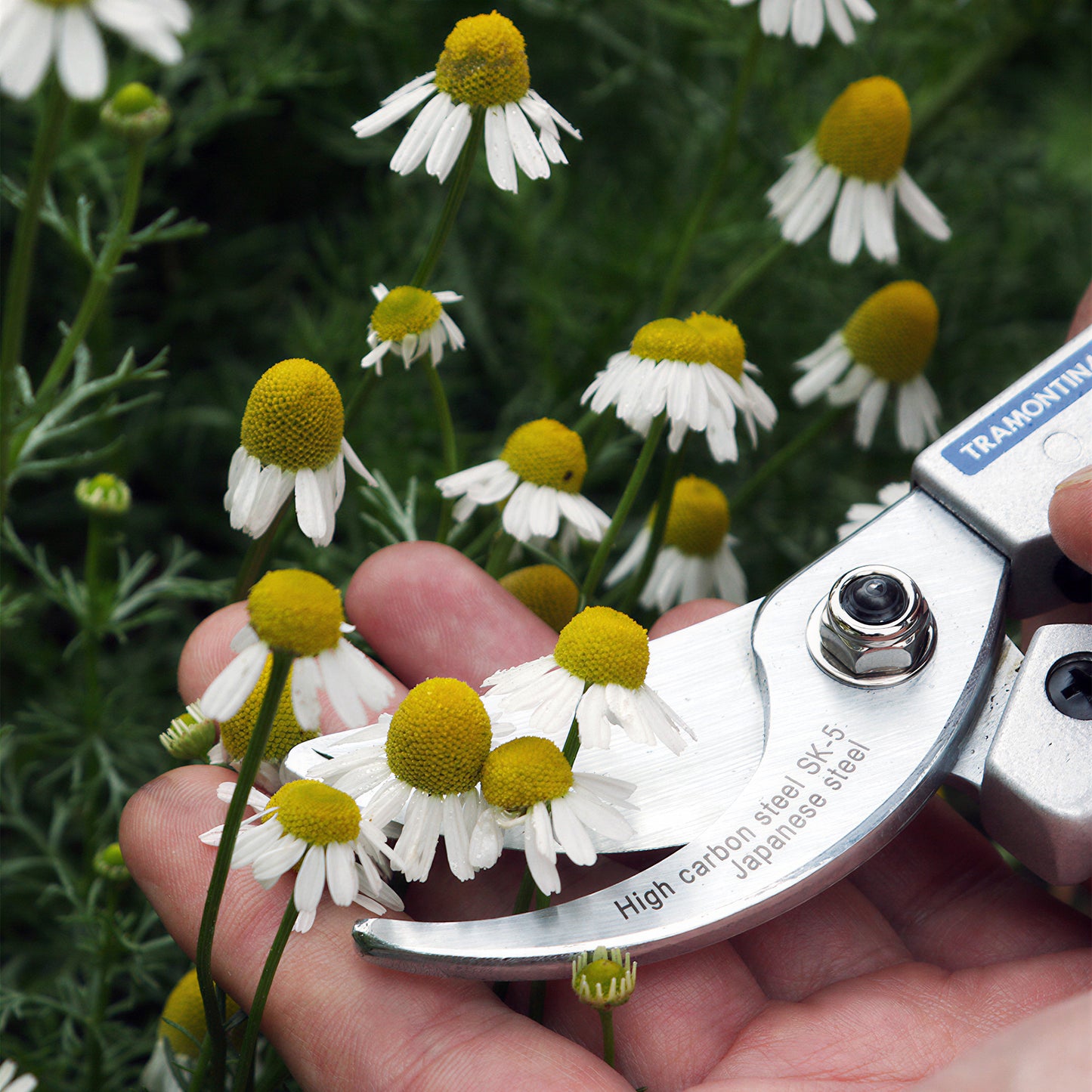 Herb - Chamomile Roman (8cm)