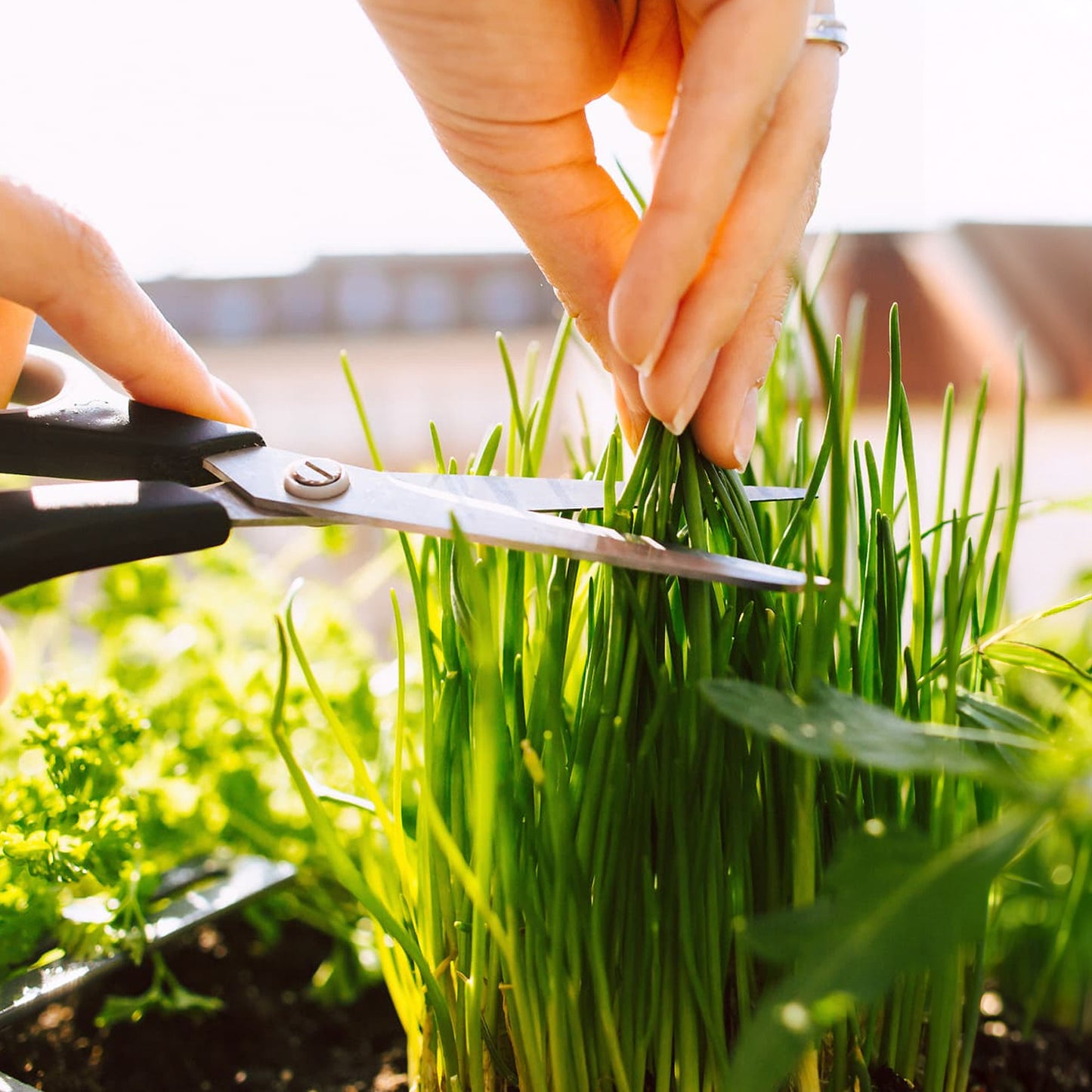 Herb - Chives (8cm)