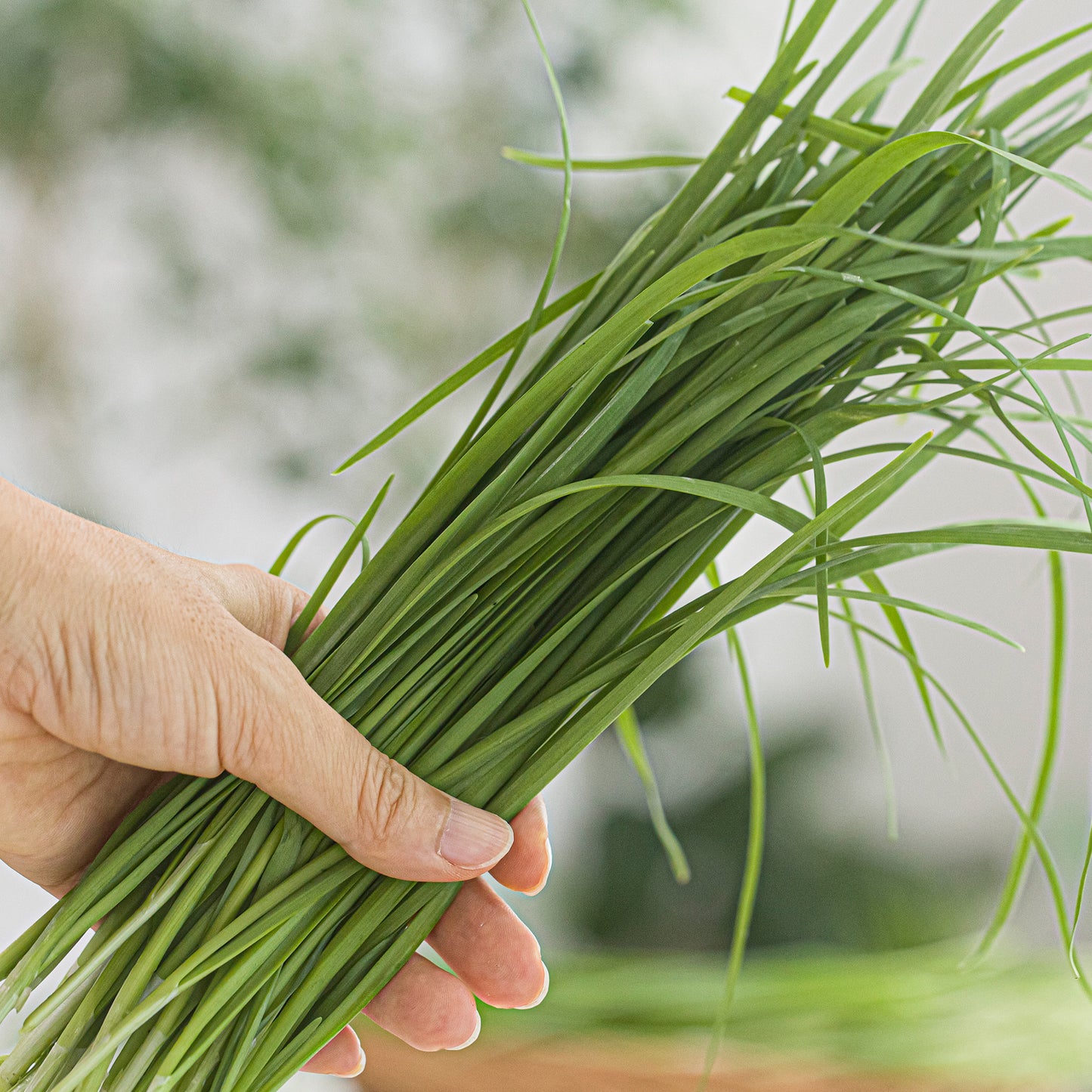 Herb - Chives Garlic (8cm)