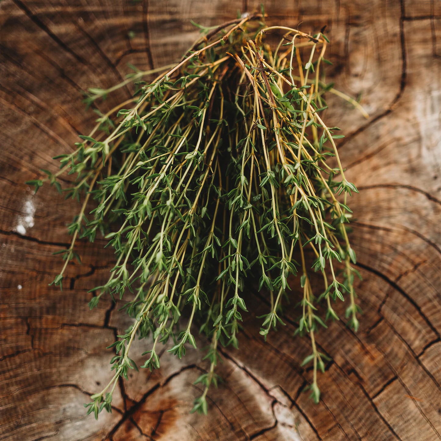 Herb - Thyme Common (8cm)