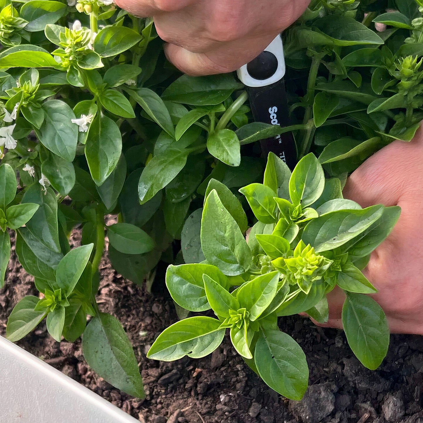 Herb - Basil Greek (8cm)